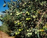 Olive 1