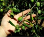 Olive 2
